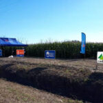 Ensayo Maíz para Silo y para Grano – Bustinza 2019