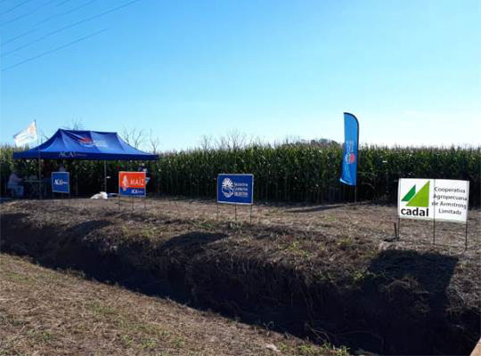 Ensayo Maíz para Silo y para Grano – Bustinza 2019